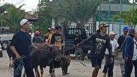 Stok Hewan Kurban Surplus, Disbunnak Kalsel Perketat Pengawasan Distribusi.