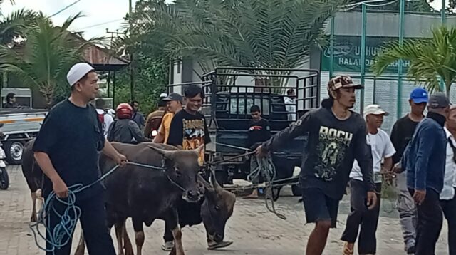 Stok Hewan Kurban Surplus, Disbunnak Kalsel Perketat Pengawasan Distribusi.