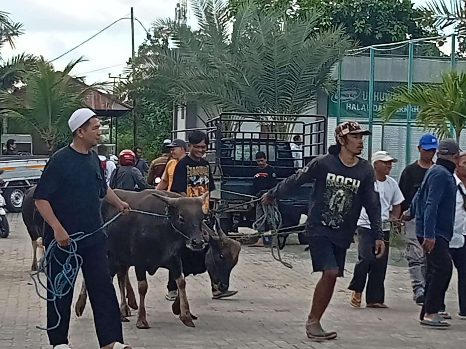 Stok Hewan Kurban Surplus, Disbunnak Kalsel Perketat Pengawasan Distribusi.